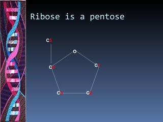 Ribose is a pentose

   C5

             O


   C4                 C1




        C3       C2
 