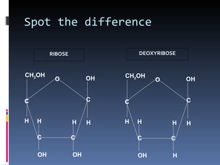 Spot the difference

         RIBOSE                 DEOXYRIBOSE



CH2OH                       CH2OH
          O            OH            O        OH


C                      C    C                 C


H   H             H    H    H   H        H    H

    C             C             C        C

    OH            OH            OH        H
 
