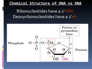 Chemical Structure of DNA vs RNA
  Ribonucleotides have a 2’-OH
 Deoxyribonucleotides have a 2’-H
 