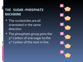 P

THE SUGAR-PHOSPHATE
BACKBONE                            P

 The nucleotides are all
  orientated in the same            P

  direction
 The phosphate group joins the     P

  3rd Carbon of one sugar to the
  5th Carbon of the next in line.   P



                                    P
 
