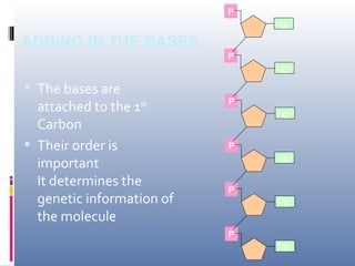 P
                               G

ADDING IN THE BASES
                           P
                               C

 The bases are
                           P
  attached to the 1
                  st
                               C
  Carbon
 Their order is           P

  important                    A

  It determines the        P
  genetic information of       T
  the molecule
                           P
                               T
 