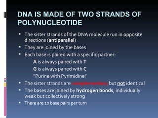 DNA IS MADE OF TWO STRANDS OF
POLYNUCLEOTIDE
 The sister strands of the DNA molecule run in opposite
    directions (antiparallel)
   They are joined by the bases
   Each base is paired with a specific partner:
        A is always paired with T
        G is always paired with C
        “Purine with Pyrimidine”
   The sister strands are complementary but not identical
   The bases are joined by hydrogen bonds, individually
    weak but collectively strong
 There are 10 base pairs per turn
 