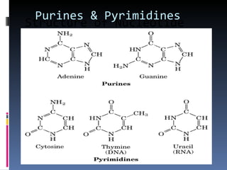 Purines & Pyrimidines
Structure of Nucleotide
Bases
 
