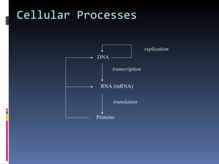 Cellular Processes

                                  replication
            DNA

                  transcription


            RNA (mRNA)

                  translation

           Proteins
 