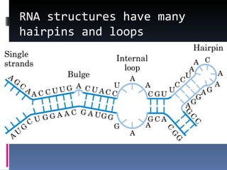 RNA structures have many
hairpins and loops
 