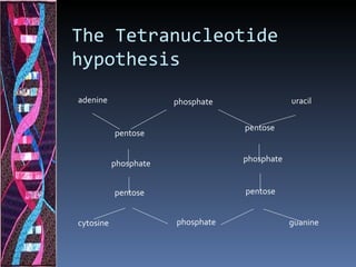 The Tetranucleotide
hypothesis
adenine                phosphate               uracil


                                   pentose
           pentose

                                   phosphate
           phosphate


           pentose                 pentose


cytosine               phosphate               guanine
 
