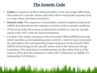 Nucleotide Sequence Code Nucleic acids 2 | PPTX