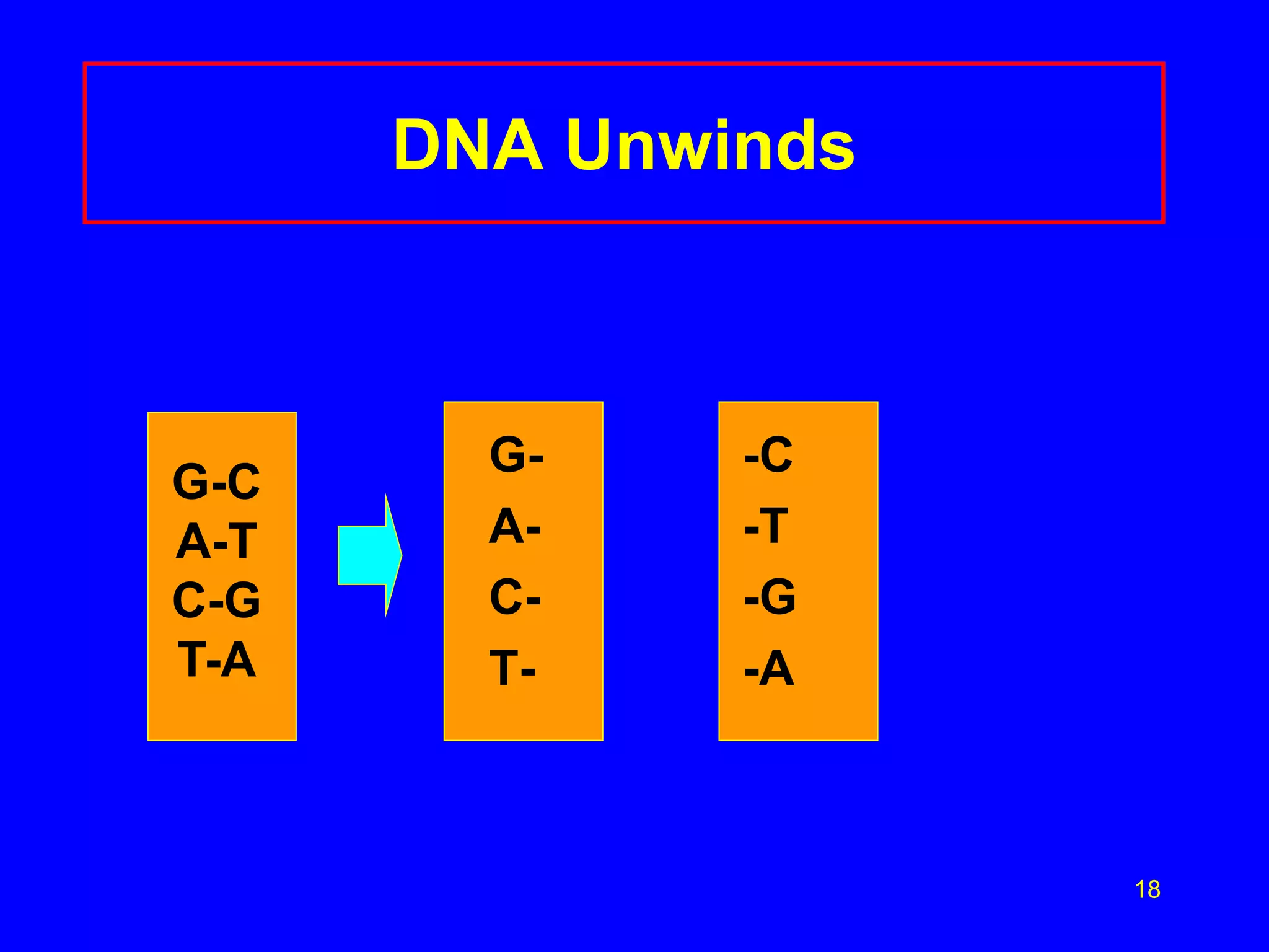 18
DNA Unwinds
G- -C
A- -T
C- -G
T- -A
G-C
A-T
C-G
T-A
 