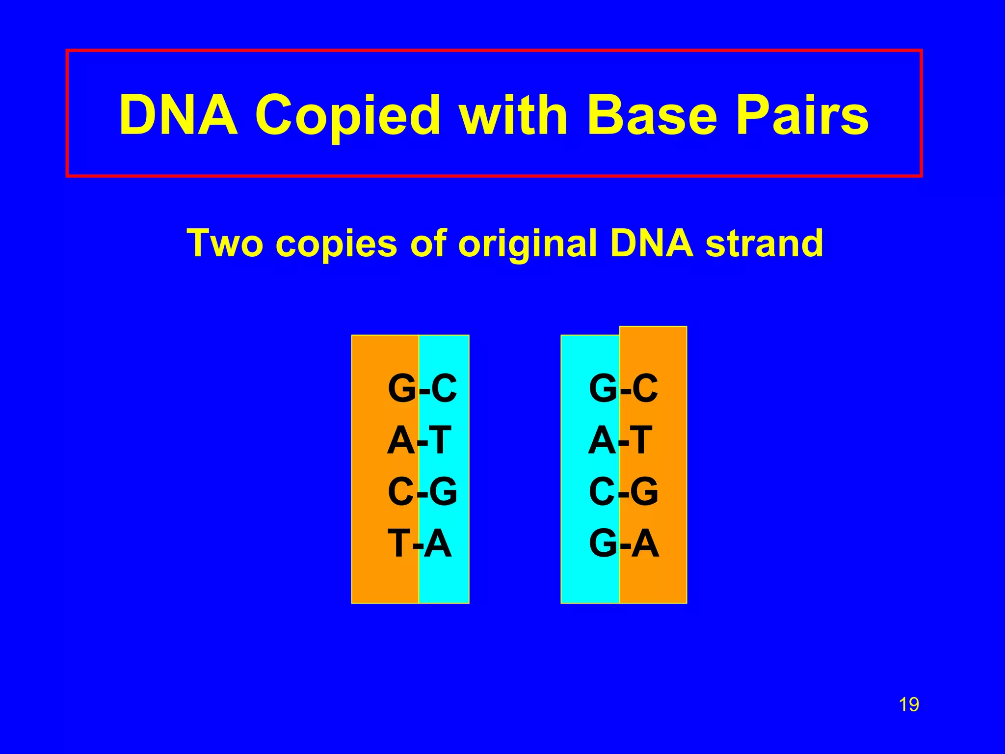 19
DNA Copied with Base Pairs
Two copies of original DNA strand
G-C G-C
A-T A-T
C-G C-G
T-A G-A
 