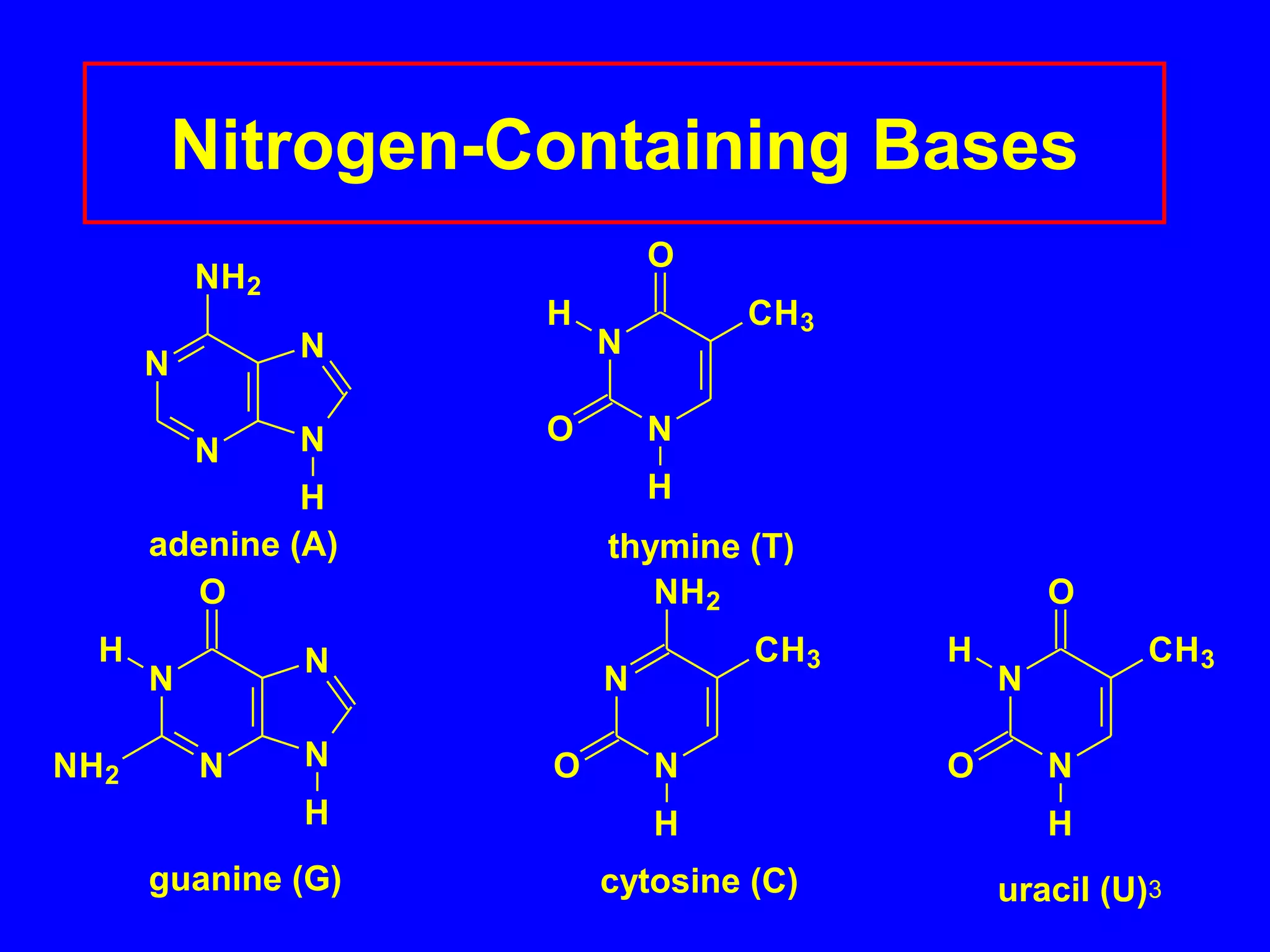 3
Nitrogen-Containing Bases
N
N
N
N
H
NH2
N
N
O
CH3
O
H
H
N
N
N
N
O
H
NH2
H
N
N
NH2
CH3
O
H
N
N
O
CH3
O
H
H
adenine (A) thymine (T)
guanine (G) cytosine (C) uracil (U)
 