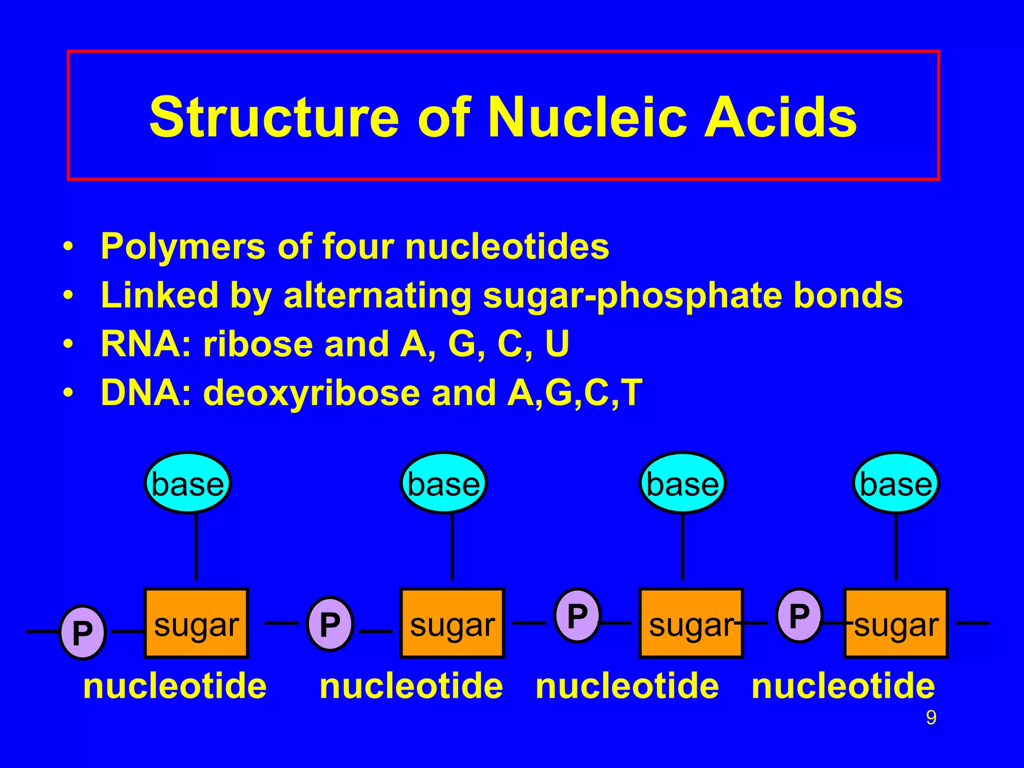 9
Structure of Nucleic Acids
• Polymers of four nucleotides
• Linked by alternating sugar-phosphate bonds
• RNA: ribose and A, G, C, U
• DNA: deoxyribose and A,G,C,T
nucleotide nucleotide nucleotide nucleotide
P sugar
base
P sugar
base
P sugar
base
P sugar
base
 