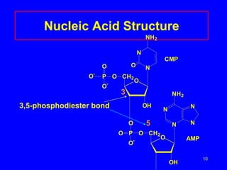 10
Nucleic Acid Structure
3,5-phosphodiester bond
O
N
N
NH2
O
CH2
O
P
O
O
-
O
-
OH
O
N
N
NH2
CH2
O
P
O
O-
OH
O
N
N
AMP
CMP
3
5
 