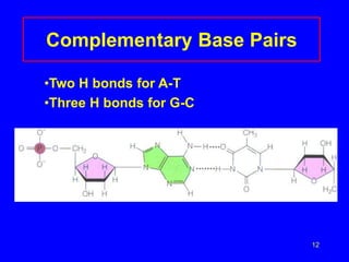 12
Complementary Base Pairs
•Two H bonds for A-T
•Three H bonds for G-C
 