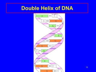 13
Double Helix of DNA
 