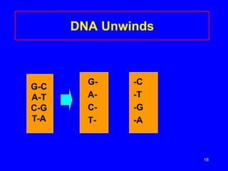 18
DNA Unwinds
G- -C
A- -T
C- -G
T- -A
G-C
A-T
C-G
T-A
 
