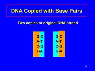 19
DNA Copied with Base Pairs
Two copies of original DNA strand
G-C G-C
A-T A-T
C-G C-G
T-A G-A
 