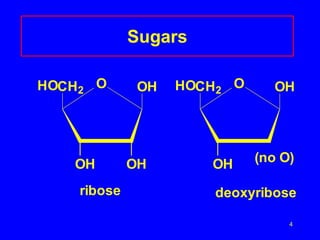 4
Sugars
O OH
CH2
OH
OH
HO HO O OH
CH2
OH
ribose deoxyribose
(no O)
 