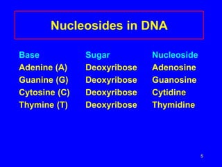 5
Nucleosides in DNA
Base Sugar Nucleoside
Adenine (A) Deoxyribose Adenosine
Guanine (G) Deoxyribose Guanosine
Cytosine (C) Deoxyribose Cytidine
Thymine (T) Deoxyribose Thymidine
 