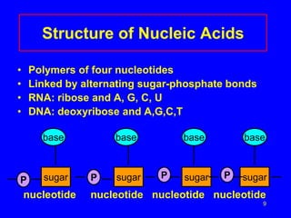 9
Structure of Nucleic Acids
• Polymers of four nucleotides
• Linked by alternating sugar-phosphate bonds
• RNA: ribose and A, G, C, U
• DNA: deoxyribose and A,G,C,T
nucleotide nucleotide nucleotide nucleotide
P sugar
base
P sugar
base
P sugar
base
P sugar
base
 
