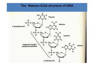 The  Watson‐Crick structure of DNA
 