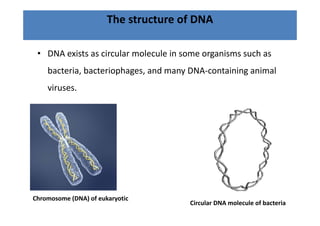 The structure of DNA

 • DNA exists as circular molecule in some organisms such as 
    bacteria, bacteriophages, and many DNA‐containing animal 
    viruses.
    viruses




Chromosome (DNA) of eukaryotic
                                       Circular DNA molecule of bacteria
 