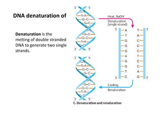 DNA denaturation of

Denaturation is the 
melting of double stranded 
DNA to generate two single 
DNA t         t t     i l
strands.
 