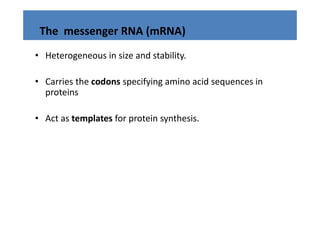 The  messenger RNA (mRNA)
            g       (    )
• Heterogeneous in size and stability.

• Carries the codons specifying amino acid sequences in 
  proteins

• Act as templates for protein synthesis.
 