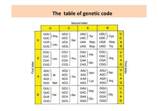 The  table of genetic code
 