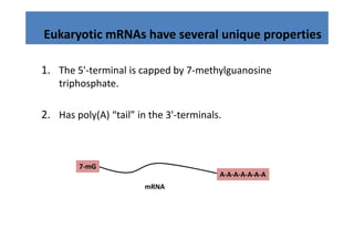Eukaryotic mRNAs have several unique properties
     y                           q p p

1. The 5'‐terminal is capped by 7‐methylguanosine 
1 Th 5' t i l i            db 7     th l      i
    triphosphate. 

2. Has poly(A) “tail” in the 3'‐terminals. 



        7‐mG
                                          A‐A‐A‐A‐A‐A‐A
                        mRNA
 