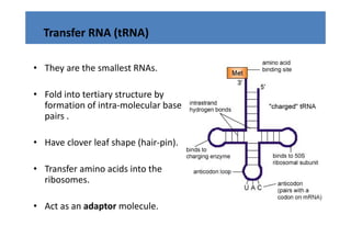 Transfer RNA (tRNA)

• They are the smallest RNAs
  They are the smallest RNAs.

• Fold into tertiary structure by
  Fold into tertiary structure by 
  formation of intra‐molecular base 
  pairs .

• Have clover leaf shape (hair‐pin).

• Transfer amino acids into the 
  ribosomes.
  ribosomes

• Act as an adaptor molecule.
  Act as an adaptor molecule. 
 
