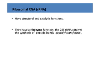 Ribosomal RNA (rRNA)

• Have structural and catalytic functions.
  Have structural and catalytic functions. 


• They have a ribozyme function, the 28S rRNA catalyze 
  the synthesis of  peptide bonds (peptidyl transferase).
 