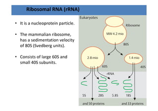 Ribosomal RNA (rRNA)

• It is a nucleoprotein particle.

• The mammalian ribosome, 
  has a sedimentation velocity 
  of 80S (Svedberg units).

• C i
  Consists of large 60S and 
            fl      60S d
  small 40S subunits.
 