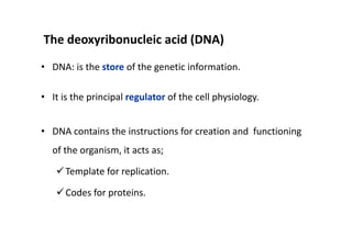 The deoxyribonucleic acid (DNA)
The deoxyribonucleic acid (DNA)
• DNA: is the store of the genetic information
  DNA: is the store of the genetic information.

• It is the principal regulator of the cell physiology
  It is the principal regulator of the cell physiology.


• DNA contains the instructions for creation and  functioning 
  of the organism, it acts as; 
  of the organism it acts as;

      Template for replication.

      Codes for proteins.
 