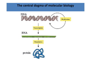 The central dogma of molecular biology
 