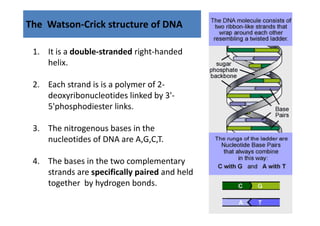 The  Watson‐Crick structure of DNA

 1. It is a double‐stranded right‐handed 
    helix. 
    helix

 2. Each strand is is a polymer of 2‐
  . ach strand is is a polymer of
    deoxyribonucleotides linked by 3'‐
    5'phosphodiester links.

 3. The nitrogenous bases in the 
    nucleotides of DNA are A,G,C,T.
    nucleotides of DNA are A G C T

 4. The bases in the two complementary 
                               p         y
    strands are specifically paired and held
    together  by hydrogen bonds.
 