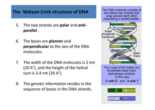 The  Watson‐Crick structure of DNA

 5. The two strands are polar and anti‐
    parallel .

 6. The bases are planner and 
    The bases are planner and
    perpendicular to the axis of the DNA 
    molecules.

 7. The width of the DNA molecules is 2 nm 
    (20 A ), and the height of the helical 
    (20 A°) and the height of the helical
    turn is 3.4 nm (34 A°). 

 8. The genetic information resides in the 
    sequence of bases in the DNA strands.
 