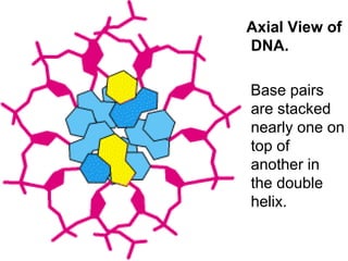 Nucleic acids 2016 Dodoma Nursing-1.ppt
