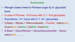 Nucleosides:
• Nitrogen bases linked to Pentose sugar by ß- glycosidic
bond.
• In case of Purines : N-9 bond with C-1’: N-9 glycosides.
• Pyrimidines : N-1 bond with C-1’: N-1 glycosides.
• N Base + Ribose = Ribonucleoside – Purines : Adenosine,
Guanosine, Uridine, Cytidine, thymidine.
• N Base + DeoxyRibose = Deoxyribonucleoside – Deoxy
adenosine………
 