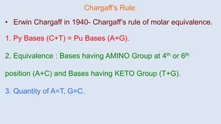 Chargaff’s Rule:
• Erwin Chargaff in 1940- Chargaff’s rule of molar equivalence.
1. Py Bases (C+T) = Pu Bases (A+G).
2. Equivalence : Bases having AMINO Group at 4th or 6th
position (A+C) and Bases having KETO Group (T+G).
3. Quantity of A=T, G=C.
 