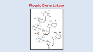 Phospho Diester Linkage
 