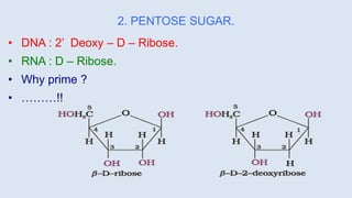 2. PENTOSE SUGAR.
• DNA : 2’ Deoxy – D – Ribose.
• RNA : D – Ribose.
• Why prime ?
• ………!!
 