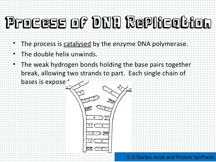 nucleic acids and protein synthesis