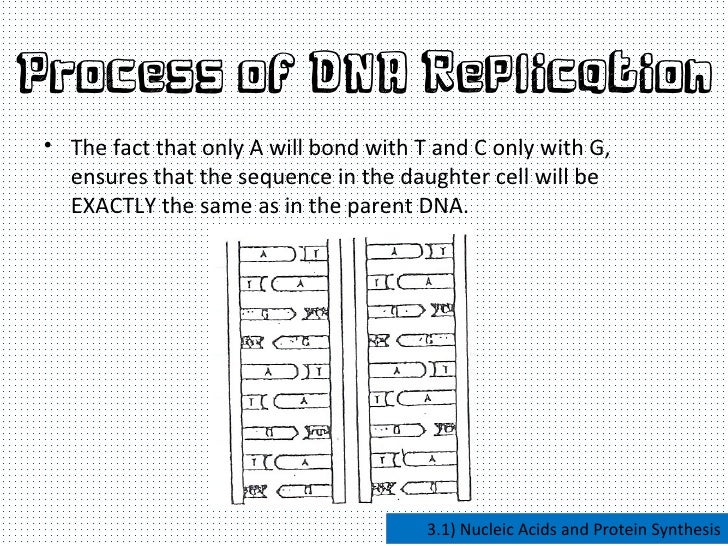 nucleic acids and protein synthesis nucleic acids and protein synthesis