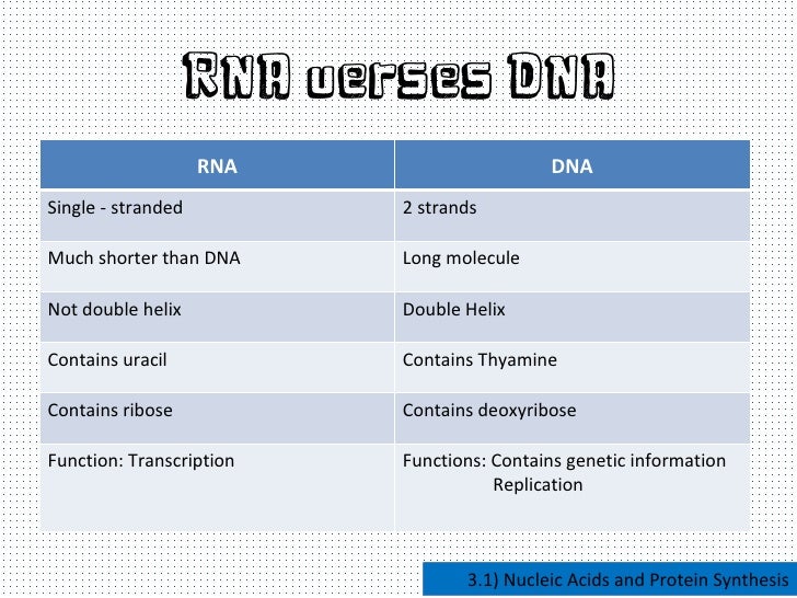 nucleic acids and protein synthesis