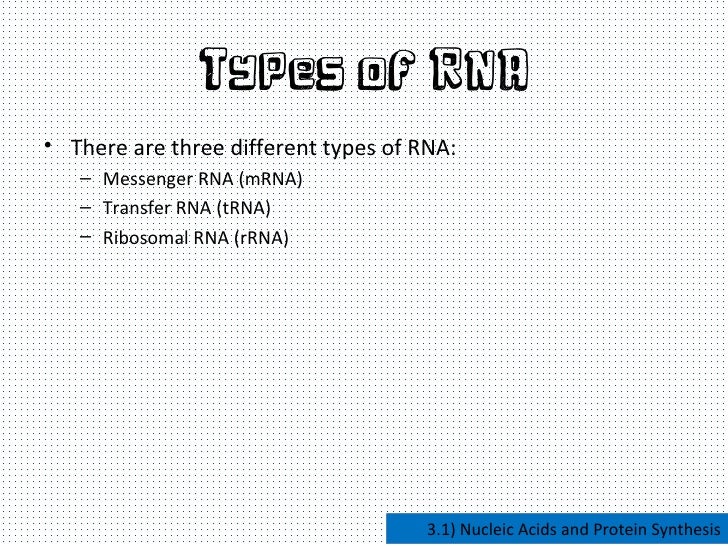 nucleic acids and protein synthesis nucleic acids and protein synthesis