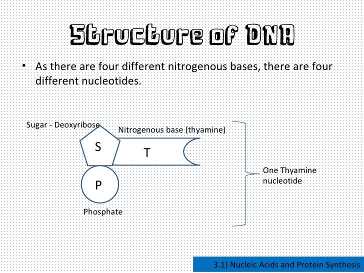 nucleic acids and protein synthesis
