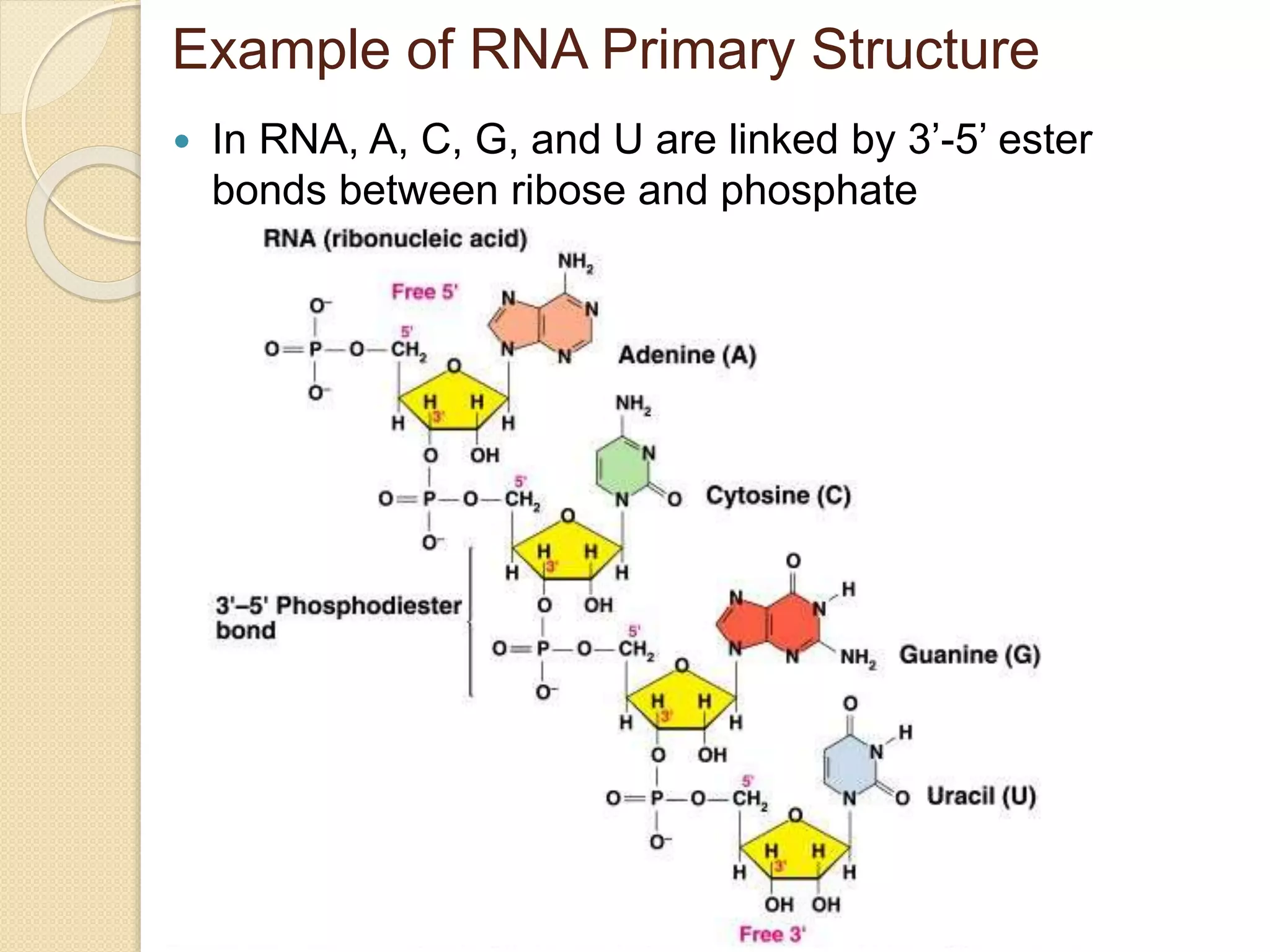 Nucleic acids and protein synthesis | PPTX
