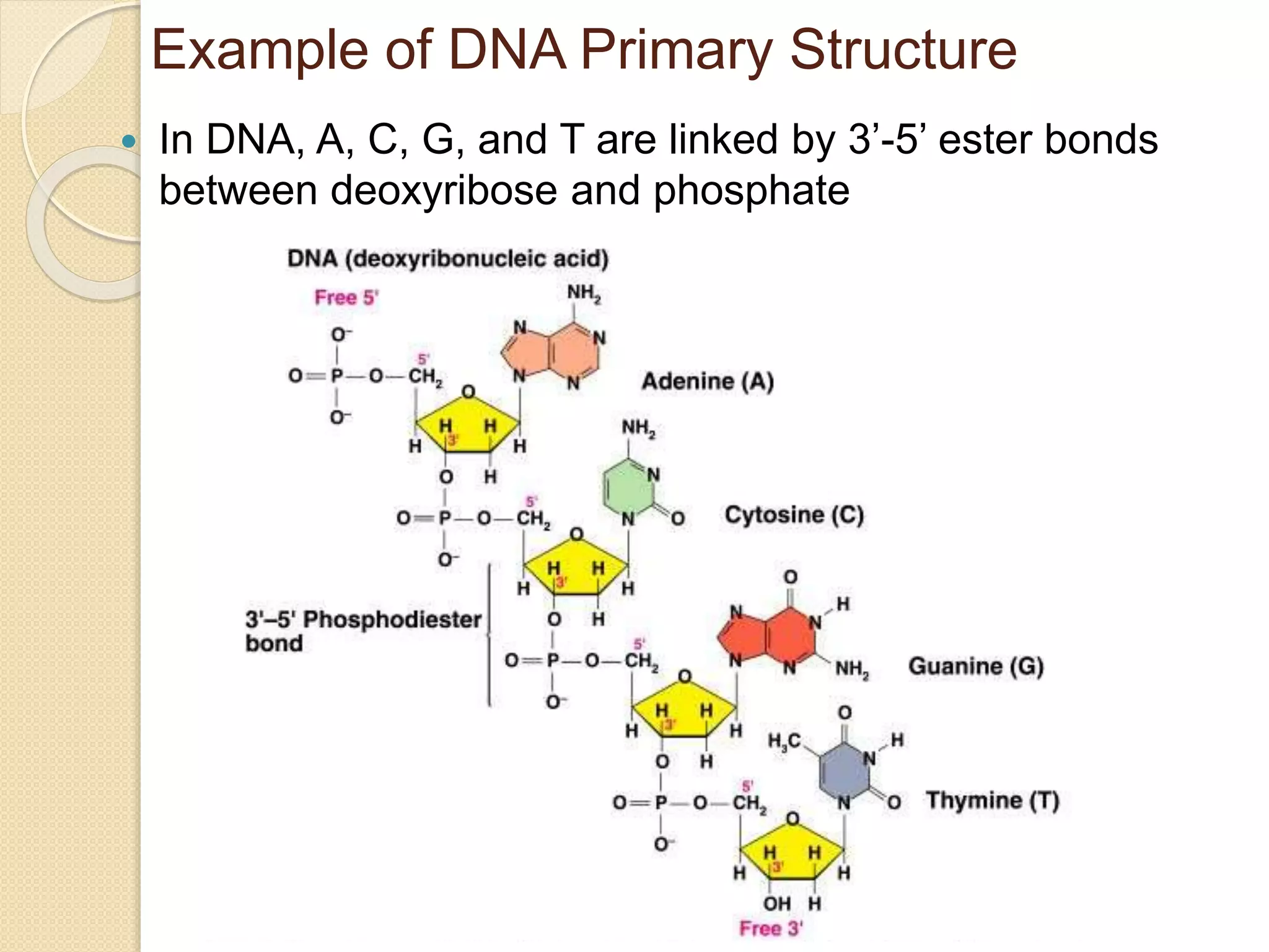 Nucleic acids and protein synthesis | PPTX