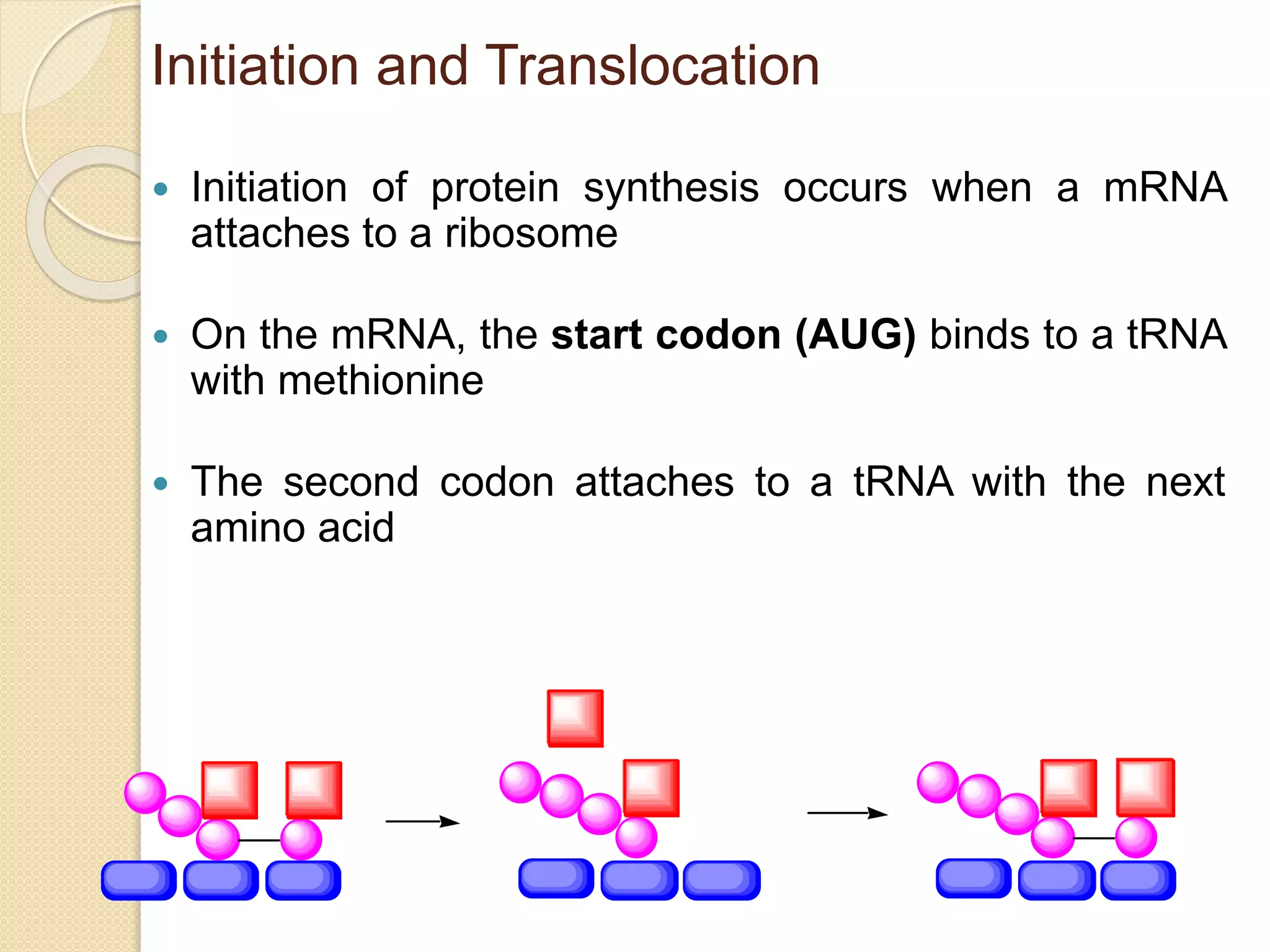 Nucleic acids and protein synthesis | PPTX