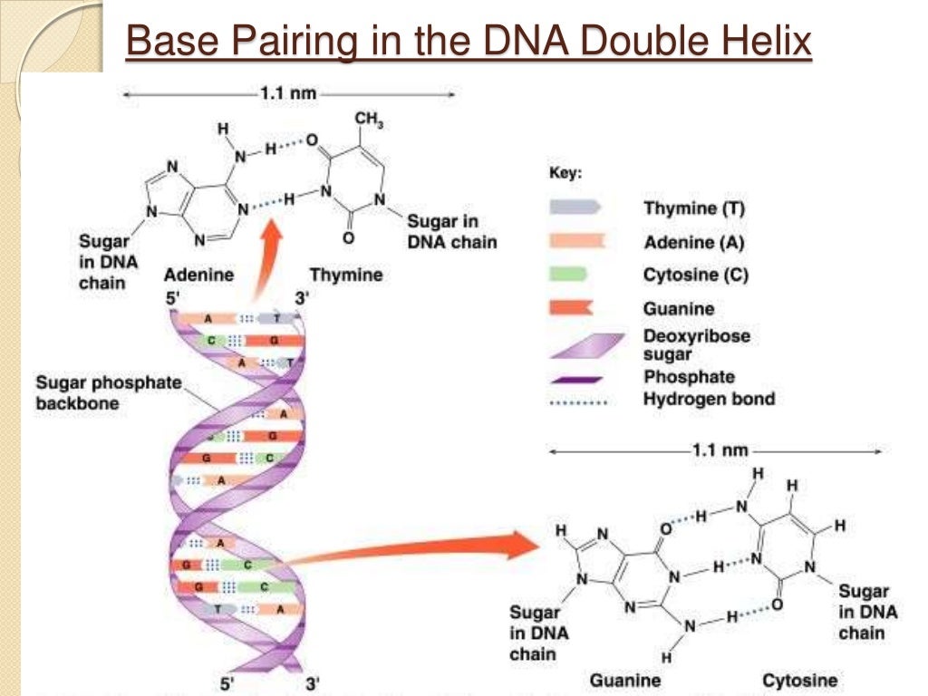 Nucleic acids and protein synthesis
